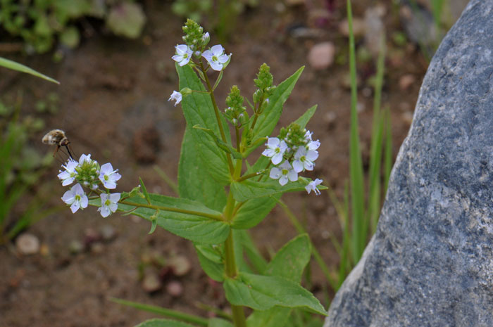 Water Speedwell is a biennial forb that grows up to 2 feet or so and has pretty green leaves, clasping or heart-shaped. Veronica anagallis-aquatica
Blue Water Speedwell 
